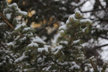 IMG_3203.JPG