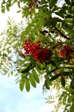 IMG_7989.JPG